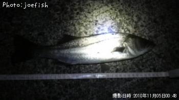 シーバス
