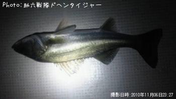 シーバス
