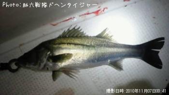 シーバス
