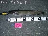 ナマズ