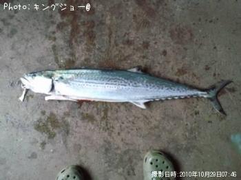 サワラ