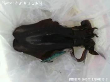 アオリイカ