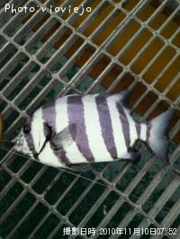 サンバソウ