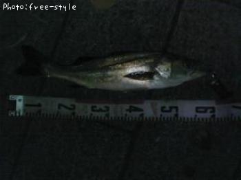 ＳｅａＢａｓｓ