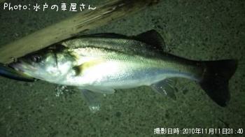 シーバス