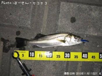 シーバス