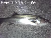 シーバス