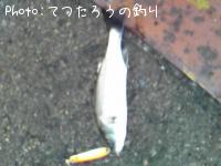 シーバス