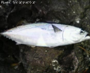 ソーダガツオ