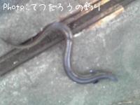 アナゴ