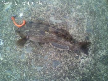 あいなめ