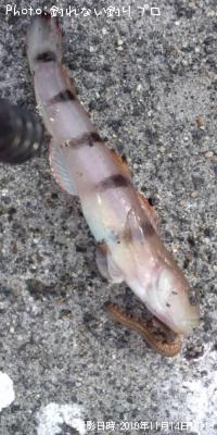リュウグウハゼ