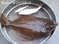 マコガレイ