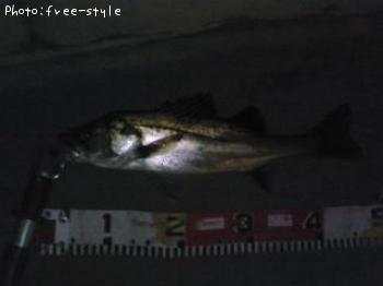 ＳｅａＢａｓｓ