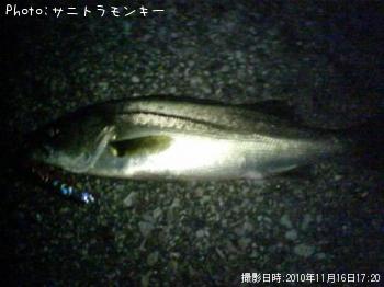 シーバス