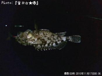 アラカブ