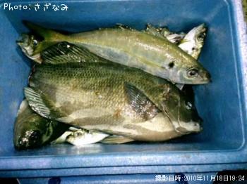 アジ
