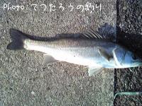 シーバス