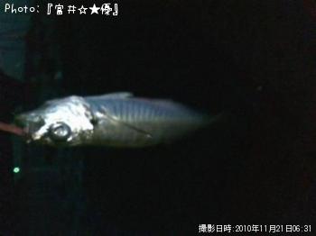 アジ