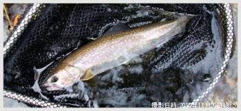 アメマス