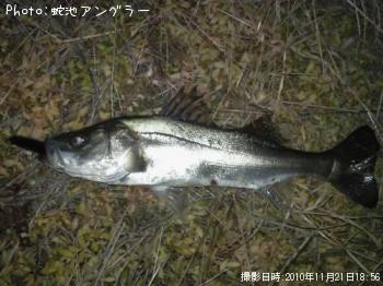 シーバス