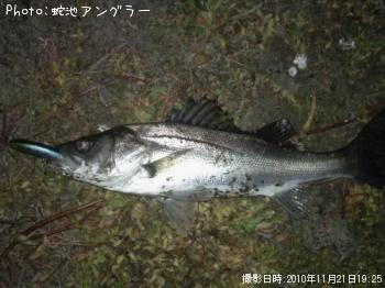 シーバス