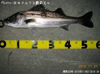 シーバス