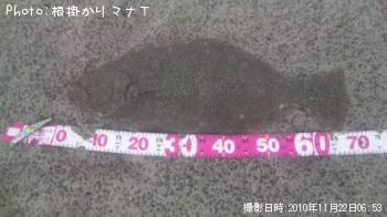 ヒラメ