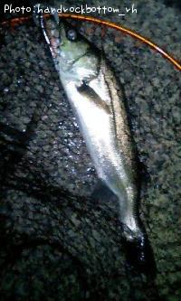 シーバス