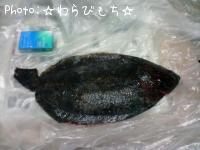 ナメタガレイ