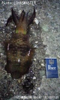 アオリイカ