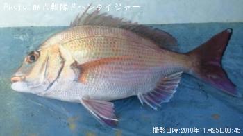 マダイ