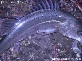 シーバス