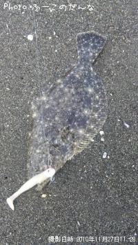 ヒラメ