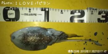 シリヤケ