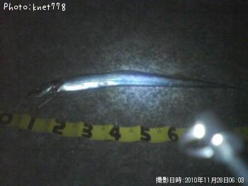 太刀魚