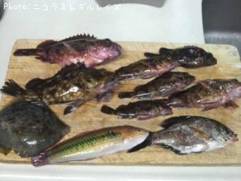 カサゴ