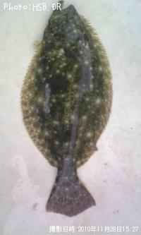 ヒラメ