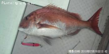 マダイ