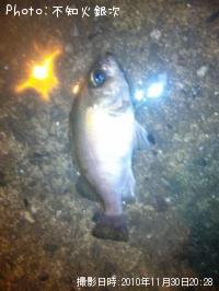 クロメバル