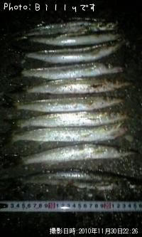 カマス