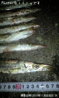 カマス
