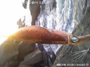 アオリ烏賊