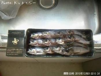 メバル