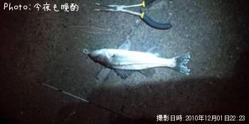 セイゴ
