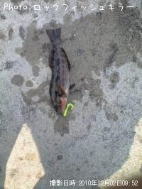ʤ
