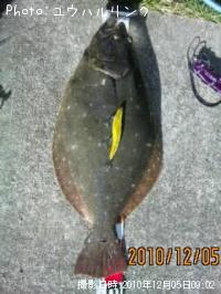 ヒラメ