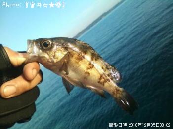 メバル