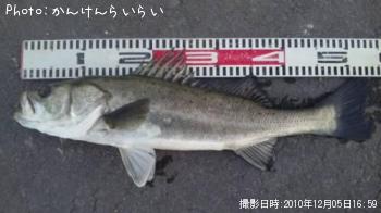 シーバス