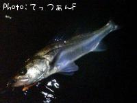 ޥ륹